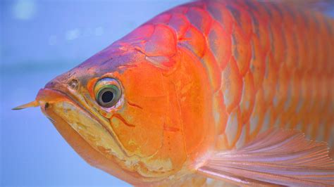 Just how do the various parts of a fish's anatomy work together to keep these fascinating creatures at home in their hazardous environment? Cosmetic Surgery for a Pet Fish? In Asia, This One Is King ...
