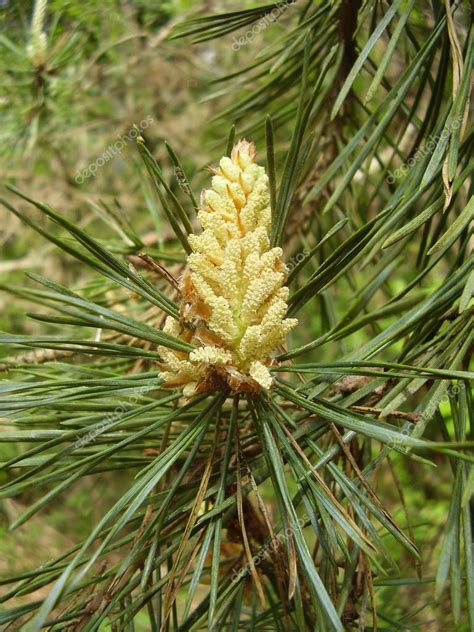 Images Pine Tree Flower Pine Tree Flower — Stock Photo