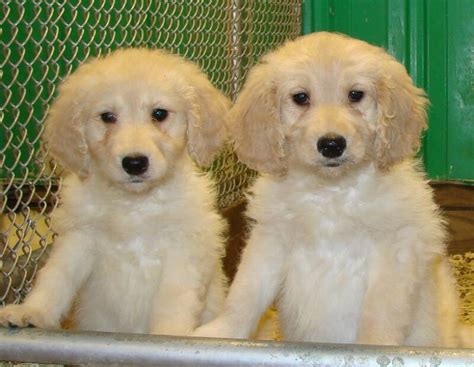 We wish everyone continued health and safety. Goldendoodle Puppies for Sale