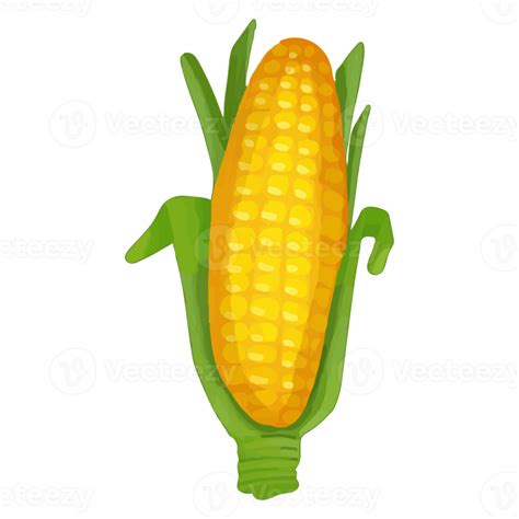 Watercolor Corn Hand Painted Vegetables Clipart 8519599 Png