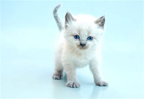 5 Things To Know About Balinese Cats Petful