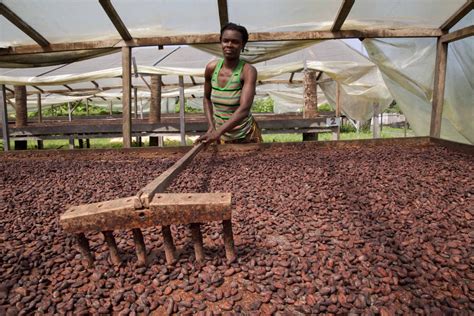 Publication Of Cocoa Origin Differentials For Côte Divoire And Ghana November 2022 Cote D