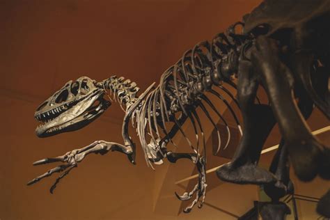 Leo Dicaprios Rumored Plan To Buy A Dinosaur Duo Has Paleontologists Upset Live Science