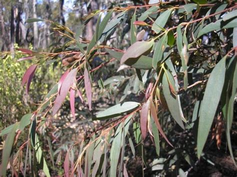 Eucalyptus 'Dry White' 6