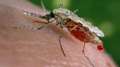 Alarm As Super Malaria Spreads In South East Asia Bbc News