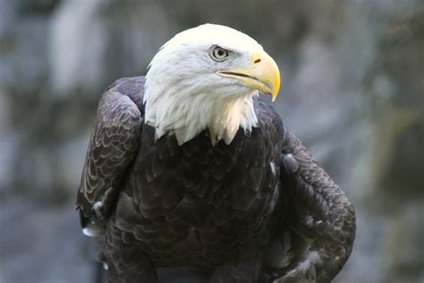 Bald Eagle Take These Broken Wings And Learn To Fly Again Flickr