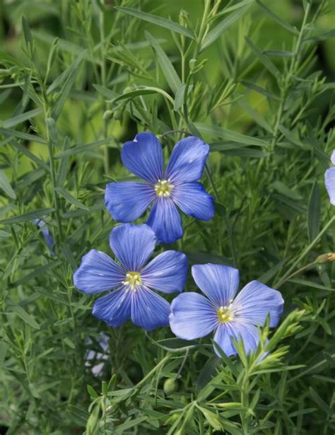 Perennial Flax Linum Perenne Nanum Sapphire From Growing Colors