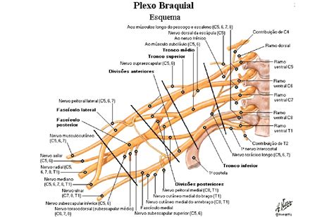 Plexo Braquial Anatomia Papel E Caneta
