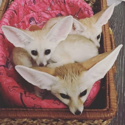 Fennec Fox Fennec Fox Babies Ready Exotic Animals For Sale Price