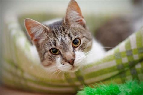 New Fiv And Felv Guidelines What Do They Mean For Shelter Cats