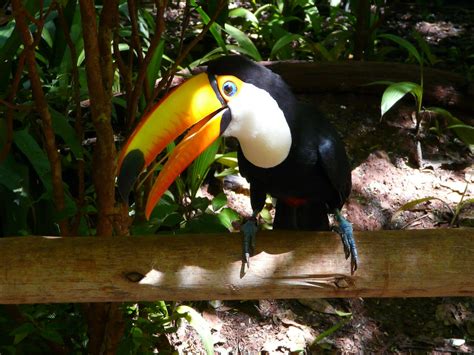 Toucan Parque Das Aves Foz De Iguaçu Brasil Febrero 201 Flickr