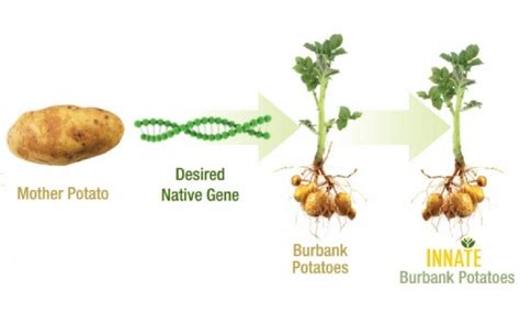 Usda Approves 2 New Types Of Gmo Potatoes