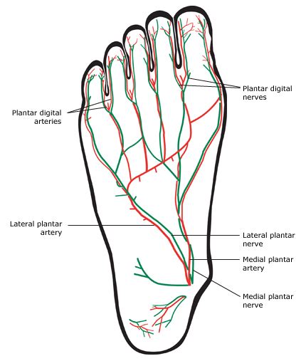 Plantar Foot Anatomy Poster Lupon Gov Ph