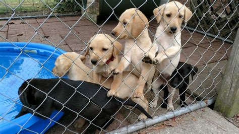 Our puppies are born and reared in our home to give them the upmost love and attention. Labrador Retriever Puppies For Sale | Raleigh, NC #233837