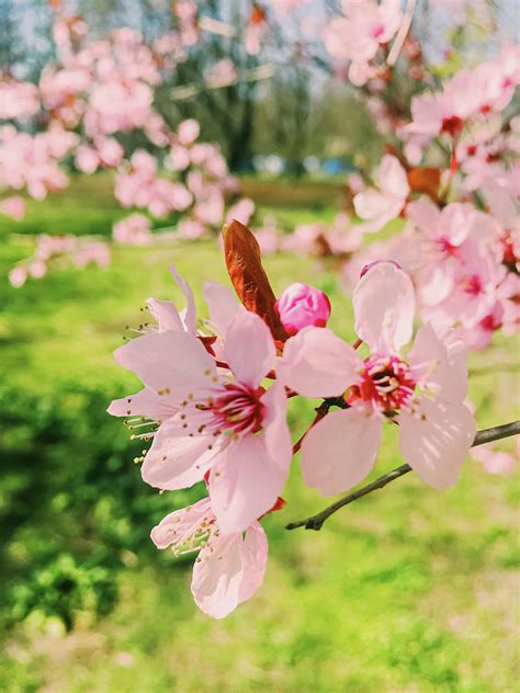 Apple Tree Flowers Bloom Floral Blossom In Spring Photograph By