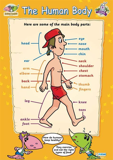 The Human Body Early Years And Primary School Posters Gloss Paper