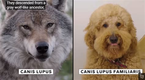 Looking At How Puppy Dog Eyes Have Evolved To Match Humans
