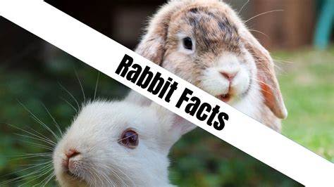 Rabbit Facts Naturefaq