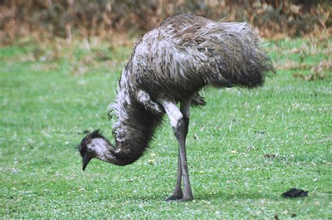 Also emu electromagnetic unit 2. Paying Ready Attention - Photo Gallery: World Bird ...