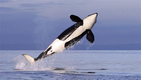 Warmer Weather More Killer Whales Bad News For Hudson Bay Belugas