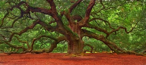 Nature Angel Oak Tree 4k Ultra Hd Wallpaper