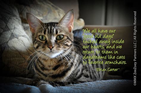 Mean Cat Quotes Quotesgram