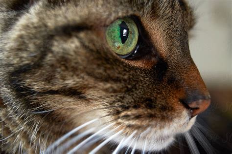 Cat Face Closeup By Stocksy Contributor Jeff Wasserman Stocksy