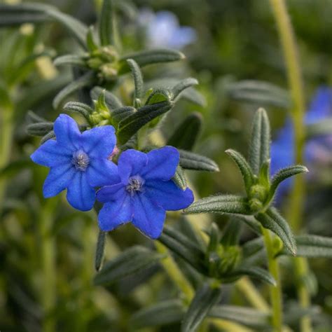 Buy Lithospermum Syn Lithodora Diffusa Heavenly Blue Glandora