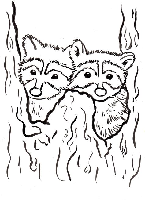 Coloring Raccoon Outline Printable Template Popular Sketch Coloring Page