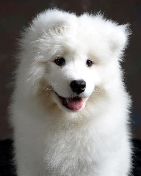 Cute White Puppies Breeds Puppies Lover 88