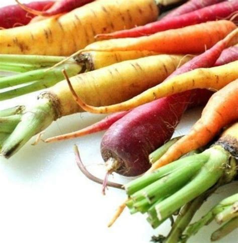 Rainbow Blend Heirloom Carrot Seeds B258 Etsy