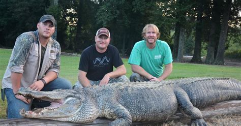 792 Pound Alligator Breaks State Hunting Record In Mississippi