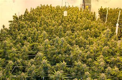 Many cannabis growers worry about how their indoor grow lights will affect the temperature of their grow room. Grow Three Pounds Per Light