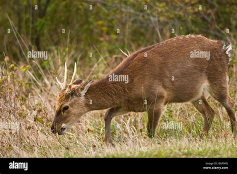 Sika Deer Buck Cervus Nippon These Are An Exotic Species And Are