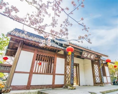 Yuantouzhu The First Place To Visit Cherry Blossoms In Wuxi Kikbb