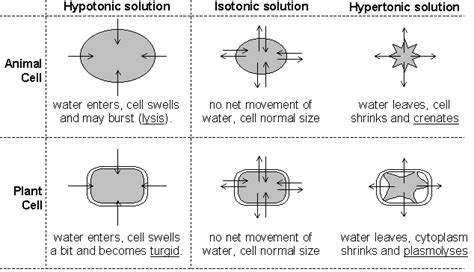 Cell osmosis, cell in isotonic solution, cell in hypertonic solution, cell in hypotonic solution. Effect of Solutions on Cells - BIOLOGY JUNCTION