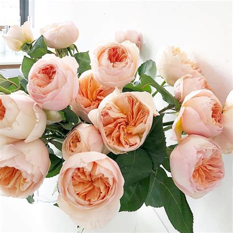 Juliet Garden Roses 🧡🌹