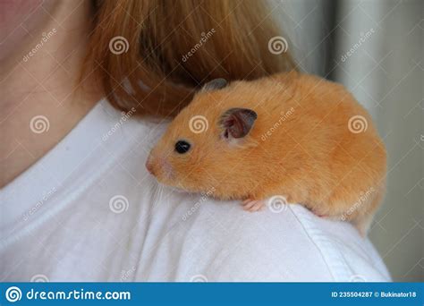 Syrian Hamster Sits On A Girl S Shoulder Stock Image Image Of Home