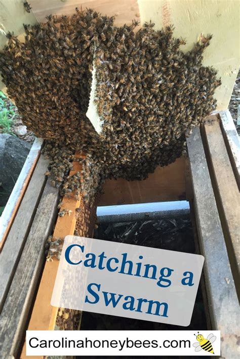 Catch A Bee Swarm With A Bait Hive Honey Bee Swarm Honey Bees Bee