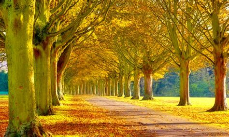 Scenery Heaven Leaves Tress Nature Forests Ultra 2560x1600 Hd Wallpaper 1808791