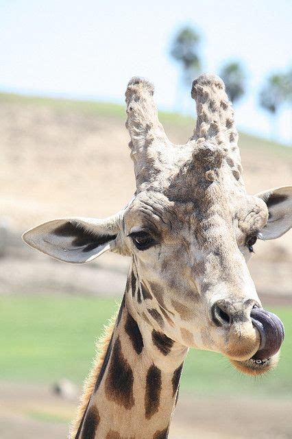 56 Best Giraffe Tongues Images On Pinterest Giraffes