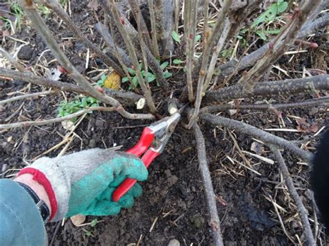 Pruning Blackcurrants Walcot Organic Nursery