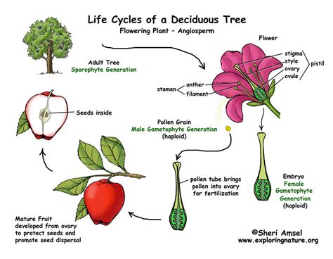 Apple Tree Life Cycle Flowering Plant