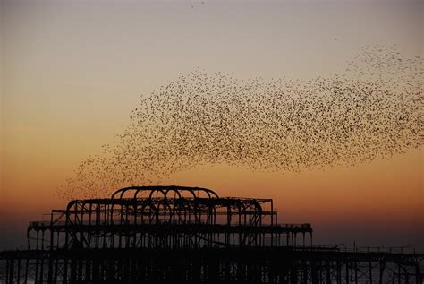 Starlings Over The West Pier Brighton A Flock Of Starling Flickr