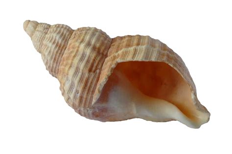 Sea Shell Free Stock Photo Public Domain Pictures