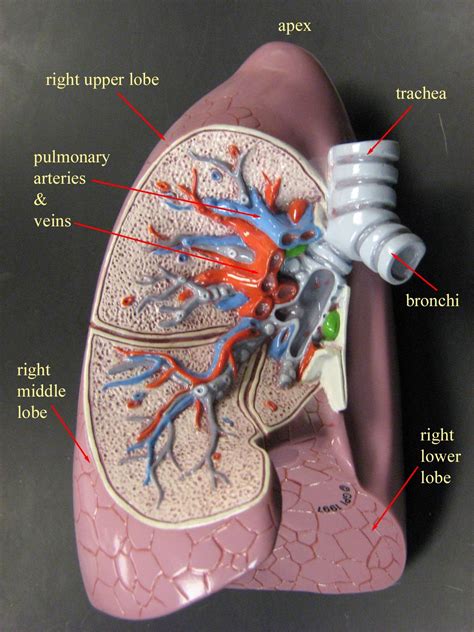 Right Lung Model Cardiac Anatomy Lung Anatomy Human Body Anatomy