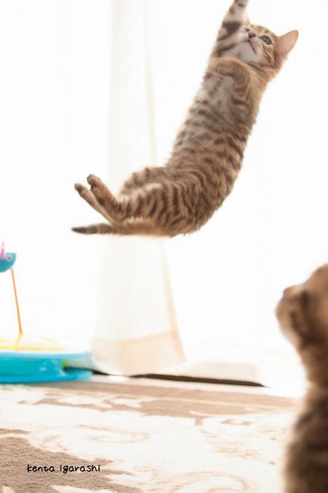 画像 ねこに跨がりたいネコがジャンプしてる『飛び猫』写真集めました Togetter