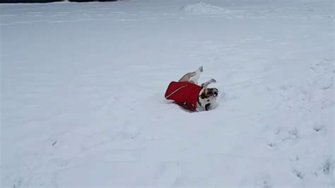 Bulldog Gets Stuck Rolling On Her Back In The Snow Youtube