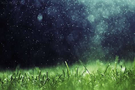 Hd Wallpaper Artwork Nature Rain Grass Plant Field Night Green