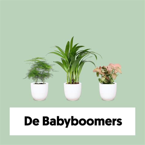 Die Babyboomers | Babypflanzenpaket | Plantsome